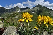 65 Bei fiori gialli con vista verso Cima Cadelle dal sent. 201 al Passo di Tartano